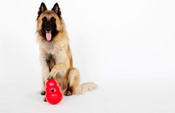 Dogs are sensitive to their owners’ choice despite their own preference