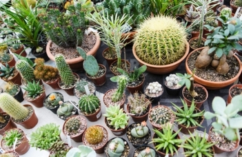 Kaktusz kiállítás és vásár