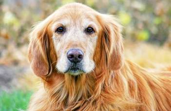 Mi a kutyák szerepe az emberi öregedés genetikai kutatásában?