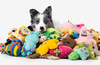 A glimpse into the dog's mind: A new study reveals how dogs think of their toys