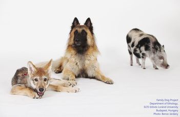 Belépés csak kutyával - Videósorozat a 2022-es Kutyetológia konferenciáról