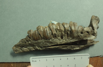 The Evolution of Herbivory in Ornithopod Dinosaurs