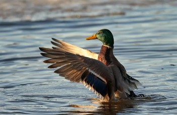 Bones of Modern Waterbirds Could Help Us Better Understand the Lifestyle of Their Ancient Relatives