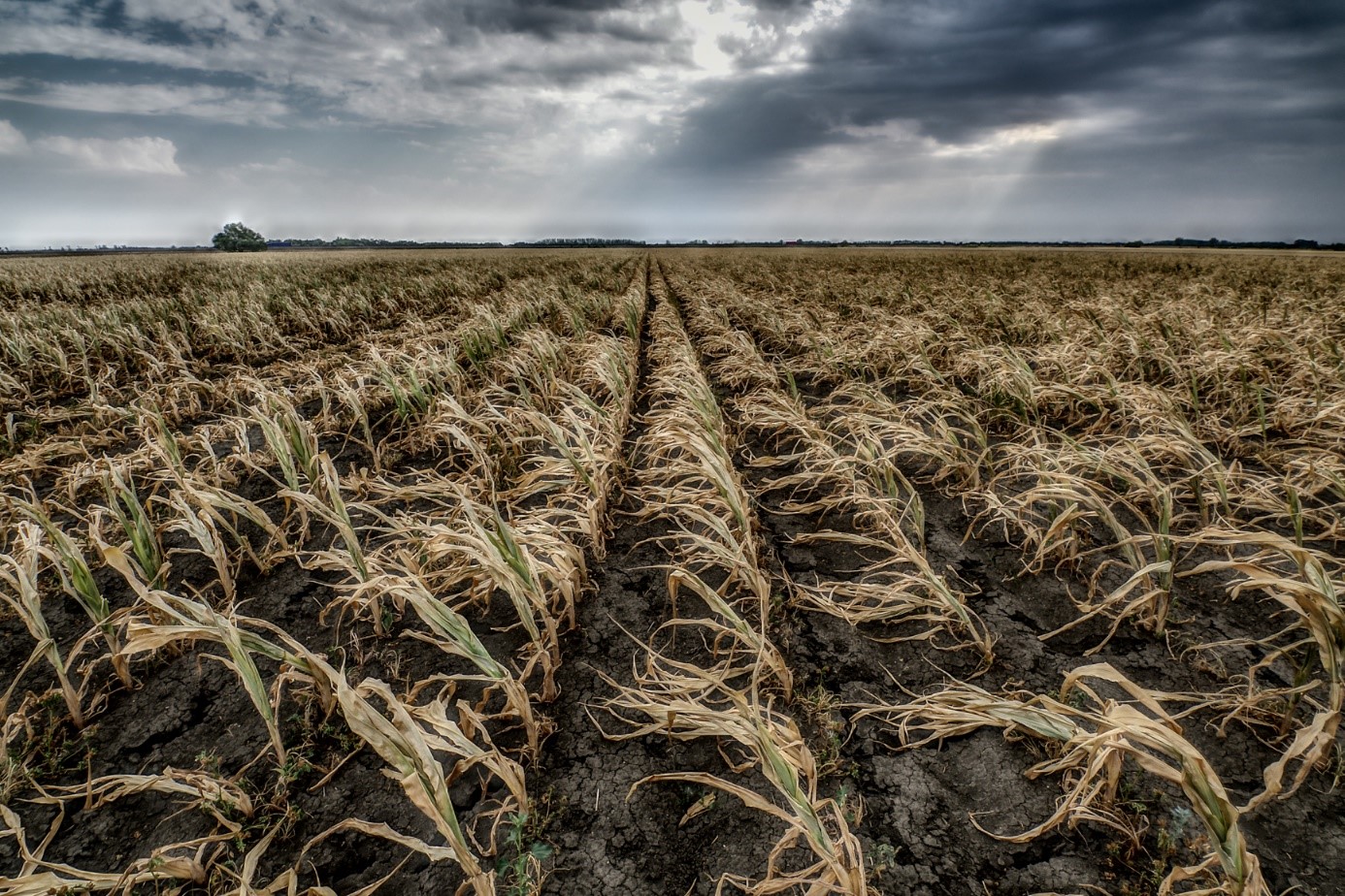 2022 nyarán a felhősödés és a légkör közepes/magas nedvességtartalma ellenére nem esett csapadék, a talaj kiszáradt, az ősszel betakarítandó növények sok helyen 100%-os terméskiesést mutattak (Fotó: Jakab Gusztáv).