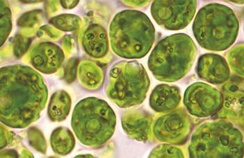 A new green algal species has been discovered by ELTE scientists in Szentendre