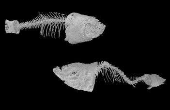 New perspective to understand and treat a rare calcification disease