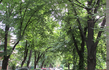 Több tonnányi ólmot szűrnek ki a fák levelei a főváros légköréből
