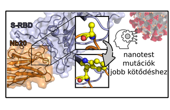 Új vírusellenes szert terveztek MI segítségével kollégáink