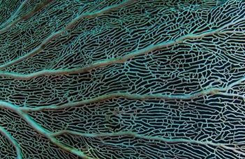 Az élet korallja