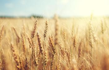 The ancient system of grain production has been restored in Europe