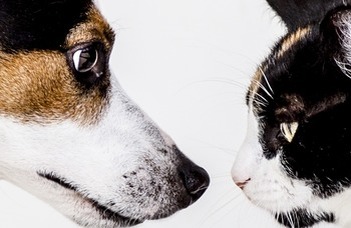 A kutya vagy a macska érti jobban az embert?