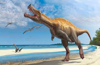 Kacsaláb hozhat fordulatot a dinoszauruszok evolúciókutatásában