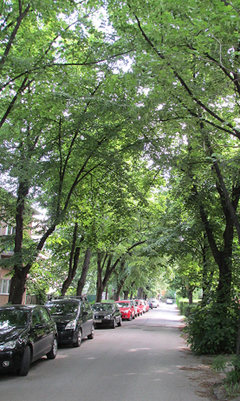 Több tonnányi ólmot szűrnek ki a fák levelei a főváros légköréből