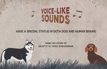 Did I hear voice-like sounds? A comparatice dog-human FMRI study