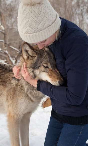 Adult wolves miss their human handler in separation similar to dogs