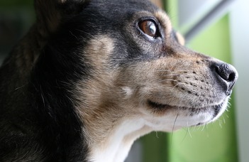 A diagnostic system developed for identifying ADHD-suspected dogs