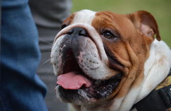 Flat-faced dogs may seem more helpless and infant-like to owners