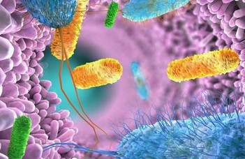 A bélbaktériumok bakteriofágjai befolyásolják a daganatterápia hatékonyságát